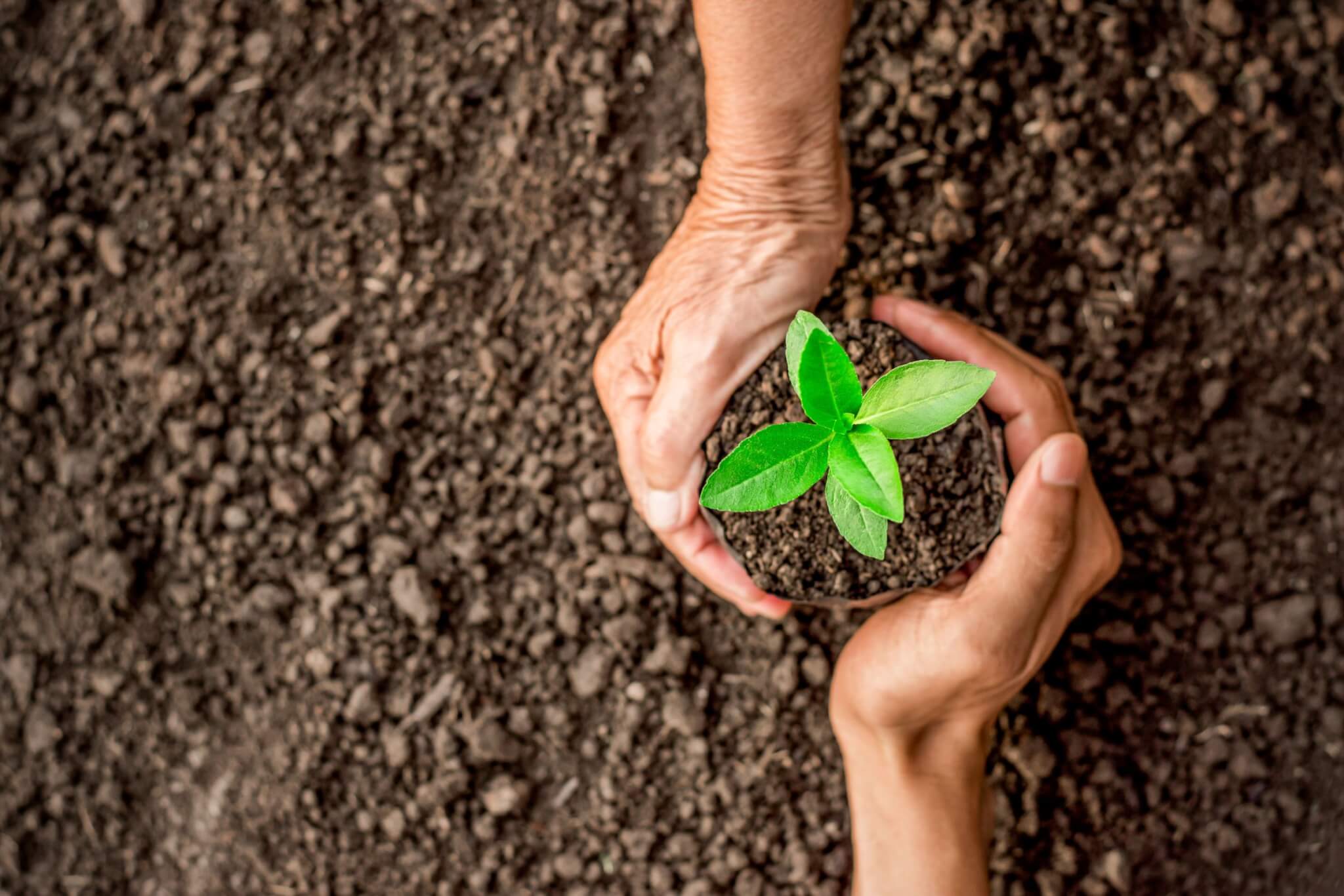 Planting Tree, Sustainability is Sanatana Dharma